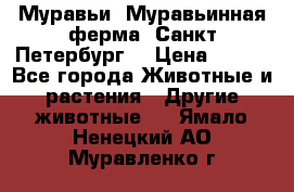 Муравьи, Муравьинная ферма. Санкт-Петербург. › Цена ­ 550 - Все города Животные и растения » Другие животные   . Ямало-Ненецкий АО,Муравленко г.